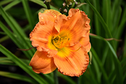 Earlybird Oriole Daylily (Hemerocallis 'Centerton One') at Peter Knippel Garden Centre