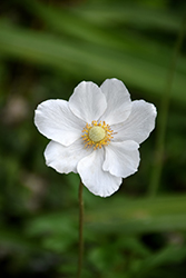Madonna Snowdrop Anemone (Anemone sylvestris 'Madonna') at Lakeshore Garden Centres