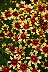 Satin & Lace Red Chiffon Tickseed (Coreopsis 'Red Chiffon') at Lakeshore Garden Centres