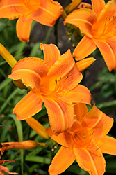Rocket City Daylily (Hemerocallis 'Rocket City') at Lakeshore Garden Centres