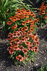 Sombrero Adobe Orange Coneflower (Echinacea 'Balsomador') at A Very Successful Garden Center