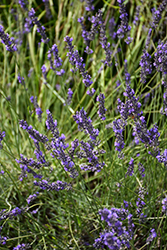 Phenomenal Lavender (Lavandula x intermedia 'Phenomenal') at A Very Successful Garden Center
