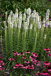 Floristan White Blazing Star (Liatris spicata 'Floristan White') at A Very Successful Garden Center