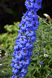 Million Dollar Blue Larkspur (Delphinium 'Million Dollar Blue') at Peter Knippel Garden Centre
