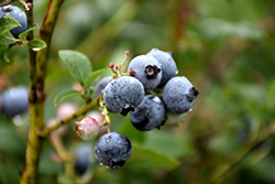 Lateblue Blueberry (Vaccinium corymbosum 'Lateblue') at Lakeshore Garden Centres