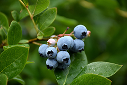 Northcountry Blueberry (Vaccinium 'Northcountry') at Golden Acre Home & Garden