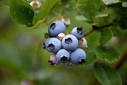 Nelson Blueberry (Vaccinium corymbosum 'Nelson') at Lakeshore Garden Centres