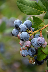 Darrow Blueberry (Vaccinium corymbosum 'Darrow') at Mainescape Nursery