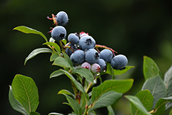 Northland Blueberry (Vaccinium corymbosum 'Northland') at Golden Acre Home & Garden