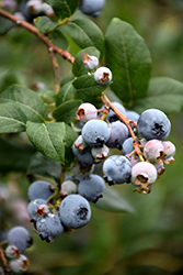 Reka Blueberry (Vaccinium corymbosum 'Reka') at Lakeshore Garden Centres