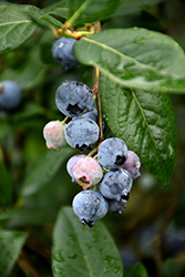 Blue Jay Blueberry (Vaccinium corymbosum 'Blue Jay') at Green Thumb Garden Centre