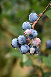 Nelson Blueberry (Vaccinium corymbosum 'Nelson') at Lakeshore Garden Centres