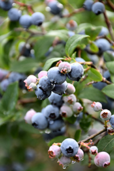 Coville Blueberry (Vaccinium corymbosum 'Coville') at Lakeshore Garden Centres