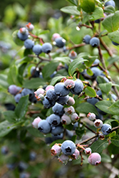 Blue Jay Blueberry (Vaccinium corymbosum 'Blue Jay') at Green Thumb Garden Centre