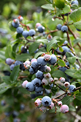 Blue Jay Blueberry (Vaccinium corymbosum 'Blue Jay') at A Very Successful Garden Center