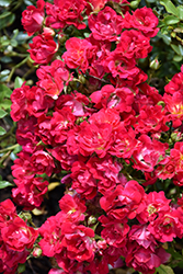 Red Drift Rose (Rosa 'Meigalpio') at A Very Successful Garden Center