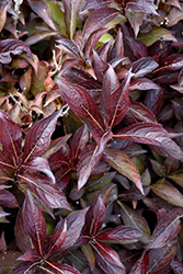 Colorstar Merlot Pink Weigela (Weigela florida 'Bokratwo') at Lakeshore Garden Centres