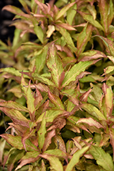 Colorstar Flamingo Pink Weigela (Weigela florida 'Bokrafour') at Lakeshore Garden Centres