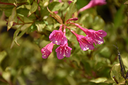 Colorstar Flamingo Pink Weigela (Weigela florida 'Bokrafour') at Lakeshore Garden Centres