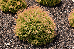 Fire Chief Arborvitae (Thuja occidentalis 'Congabe') at The Mustard Seed