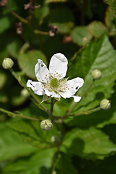 Baby Cakes Blackberry (Rubus 'APF-236T') at A Very Successful Garden Center