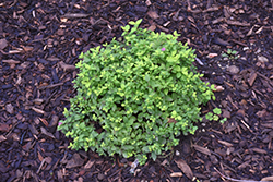 Lightning Strike Spirea (Spiraea japonica 'Conalex') at Lakeshore Garden Centres