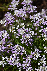 Lavish Candytuft (Iberis gibraltarica 'Lavish') at Lakeshore Garden Centres