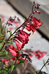 Cherry Sparks Beard Tongue (Penstemon 'Cherry Sparks') at Lakeshore Garden Centres