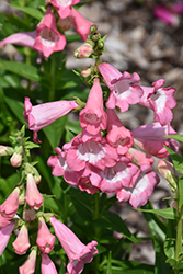Polaris Salmon Beard Tongue (Penstemon hartwegii 'Polaris Salmon') at Lakeshore Garden Centres