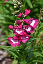 Polaris Magenta Beard Tongue (Penstemon hartwegii 'Florpenmag') at Lakeshore Garden Centres