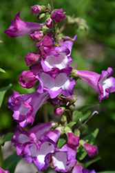 Polaris Purple Beard Tongue (Penstemon hartwegii 'Florpenpu') at Lakeshore Garden Centres