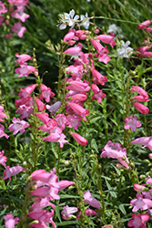 Quartz Rose Beard Tongue (Penstemon 'Novapenros') at Lakeshore Garden Centres