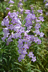 Quartz Amethyst Beard Tongue (Penstemon 'Novapename') at Lakeshore Garden Centres