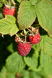 Redwing Raspberry (Rubus 'Redwing') at Lakeshore Garden Centres