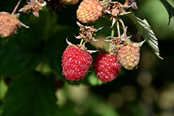 Reveille Raspberry (Rubus idaeus 'Reveille') at Lakeshore Garden Centres