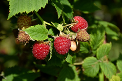 Polana Raspberry (Rubus 'Polana') at Lakeshore Garden Centres