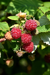 Boyne Raspberry (Rubus 'Boyne') at Golden Acre Home & Garden