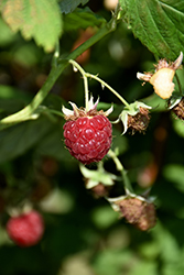 Autumn Bliss Raspberry (Rubus 'Autumn Bliss') at Lakeshore Garden Centres