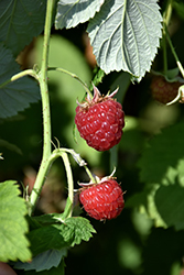 Meeker Raspberry (Rubus 'Meeker') at Lakeshore Garden Centres