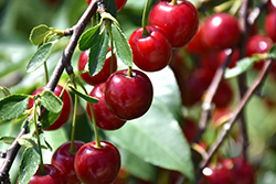 Romeo Cherry (Prunus 'Romeo') at Golden Acre Home & Garden