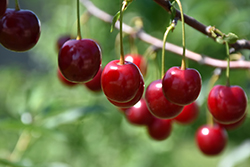 Romeo Cherry (tree form) (Prunus 'Romeo (tree form)') at Golden Acre Home & Garden