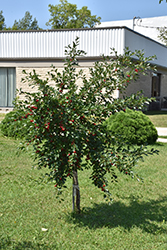 Valentine Cherry (Prunus 'Valentine') at Golden Acre Home & Garden