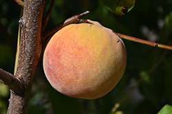 Red Baron Peach (Prunus persica 'Red Baron') at Lakeshore Garden Centres