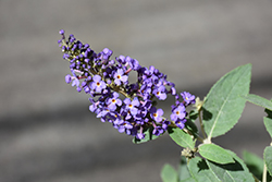 Blueberry Petite Butterfly Bush (Buddleia davidii 'Blueberry Petite') at Lakeshore Garden Centres