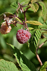 Royalty Raspberry (Rubus 'Royalty') at Green Thumb Garden Centre