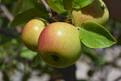 Carlos Queen Apple (Malus 'Carlos Queen') at Lakeshore Garden Centres