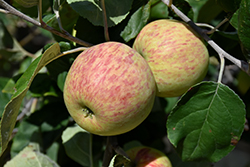 Red Sparkle Apple (Malus 'Red Sparkle') at Golden Acre Home & Garden