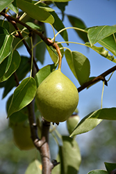 Ure Pear (Pyrus 'Ure') at Golden Acre Home & Garden
