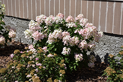 Little Quick Fire Hydrangea (Hydrangea paniculata 'SMHPLQF') at Peter Knippel Garden Centre
