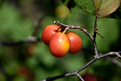 Canada Plum (Prunus nigra) at Lakeshore Garden Centres